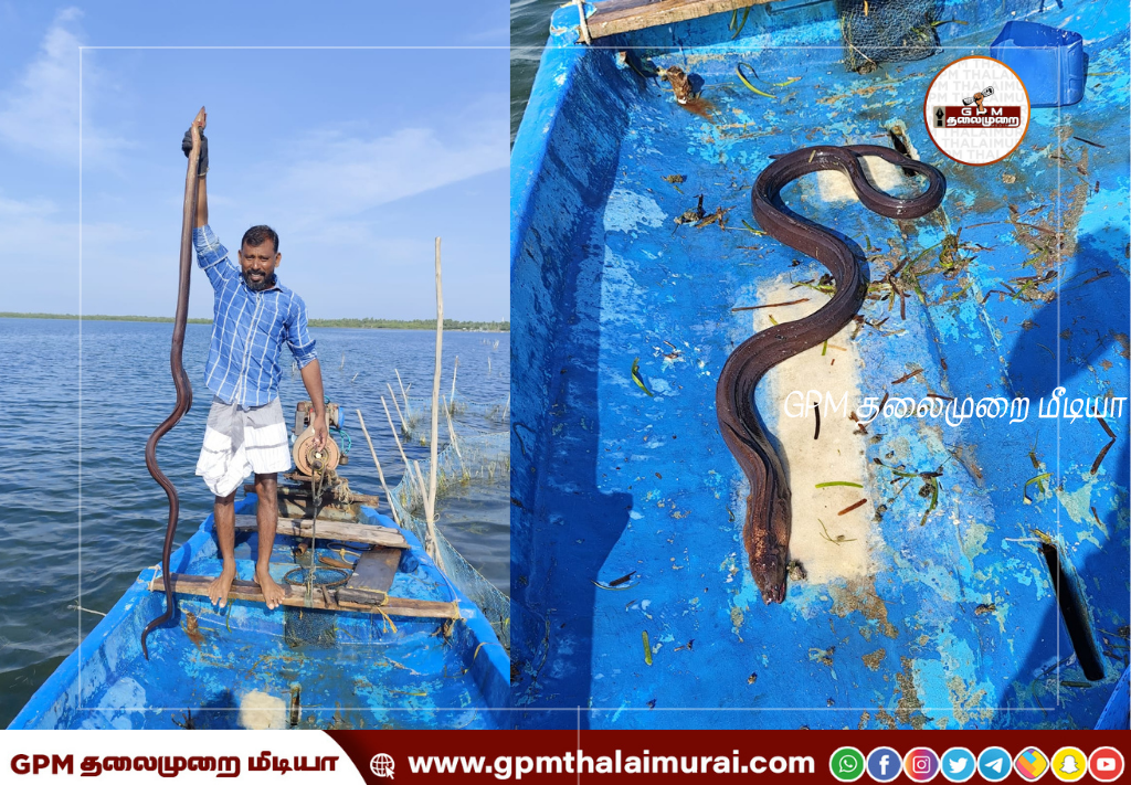 கட்டுமாவடி மீனவர் வலையில் சிக்கிய 12 அடி நீளமுள்ள ராட்சத குலுவி பாம்பு.