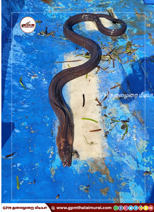 கட்டுமாவடி மீனவர் வலையில் சிக்கிய 12 அடி நீளமுள்ள ராட்சத குலுவி பாம்பு.