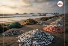 கோட்டைப்பட்டினம், ஜெகதாப்பட்டினம் பகுதிகளில் விசைப்படகில் மடிவலை பயன்படுத்துவதால் கடல்வளம் அழியும் அபாயம்; உடனடியாக தீர்வு காண நாட்டுப்படகு மீனவர்கள் வலியுறுத்தல்.